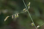 Threeflower melicgrass